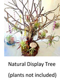 Natural Display Tree Only (No Plants)